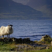 Buy canvas prints of Sheep's Shore by Stephen Oliver