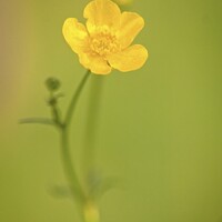 Buy canvas prints of A Lone Buttercup  by Stephen Oliver