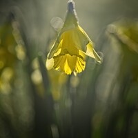 Buy canvas prints of Spring Time Daffodil  by Stephen Oliver