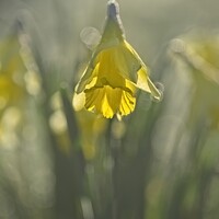 Buy canvas prints of Backlight Daffodil by Stephen Oliver