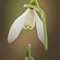 Buy canvas prints of Snowdrop by Stephen Oliver