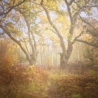 Buy canvas prints of Misty Woodland by Stephen Oliver