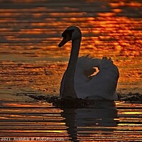 Buy canvas prints of Abstract Swan by Stephen Oliver