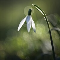 Buy canvas prints of Solo Snowdrop by Stephen Oliver