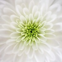 Buy canvas prints of White Petals by Stephen Oliver