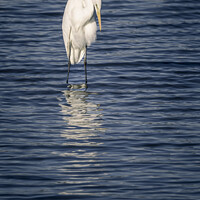 Buy canvas prints of Great White Egret by Michael Kemp
