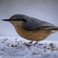 Buy canvas prints of Nuthatch by Michael Kemp