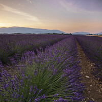 Buy canvas prints of Lavender field at Sunrise by Michael Kemp