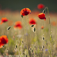 Buy canvas prints of Poppies  by Michael Kemp