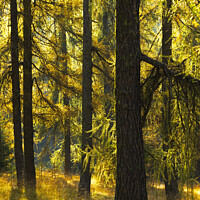 Buy canvas prints of Glowing Larch by Michael Kemp