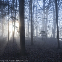 Buy canvas prints of Misty forest by Michael Kemp