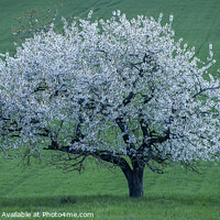 Buy canvas prints of Apple tree in full blume  by Michael Kemp