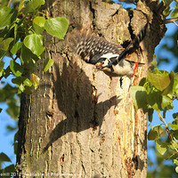 Buy canvas prints of Great Spotted Woodpecker by David Borrill