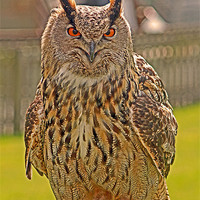 Buy canvas prints of European Eagle Owl by David Borrill