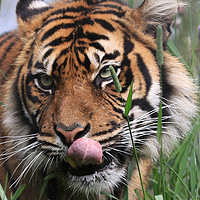 Buy canvas prints of Siberian Tiger by David Borrill