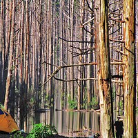 Tranquil, Yellow Tent, shuiyang forest and lake/earthquake lake