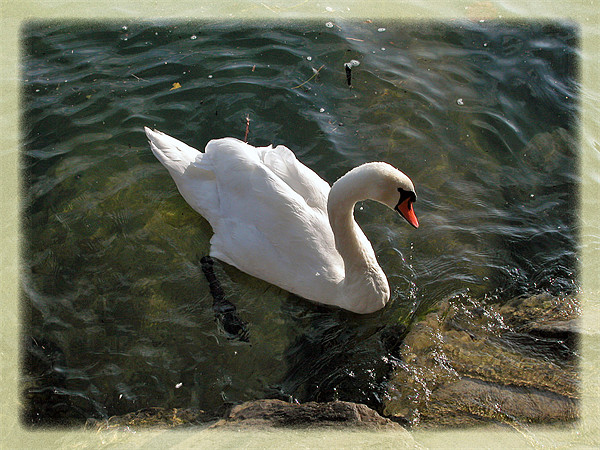 Swan  Acrylic by a aujan