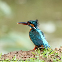 Buy canvas prints of Common Kingfisher by Bhagwat Tavri