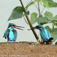 Buy canvas prints of Common Kingfishers by Bhagwat Tavri