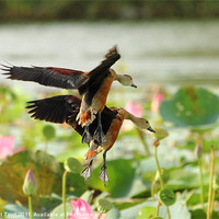 Buy canvas prints of Lesser-whistling Duck by Bhagwat Tavri