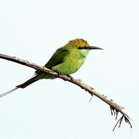 Buy canvas prints of Green Bee-eater by Bhagwat Tavri