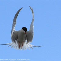 Buy canvas prints of Foster's Tern by Bhagwat Tavri