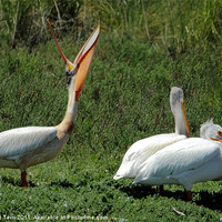 Buy canvas prints of White Pelicans by Bhagwat Tavri
