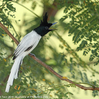 Buy canvas prints of Asian Paradise Flycatcher by Bhagwat Tavri