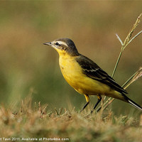 Buy canvas prints of Yellow WAGTAIL by Bhagwat Tavri