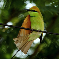 Buy canvas prints of Green Bee-eater by Bhagwat Tavri