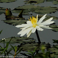 Buy canvas prints of White Waterlily by Bhagwat Tavri