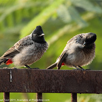 Buy canvas prints of Red-vented BULBUL in a pair by Bhagwat Tavri