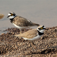 Buy canvas prints of Little Ringed Plover by Bhagwat Tavri