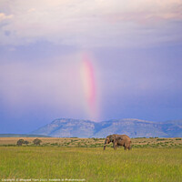 Buy canvas prints of Elephant enjoying rainbow by Bhagwat Tavri