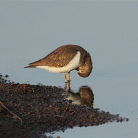 Buy canvas prints of Common Sandpiper by Bhagwat Tavri