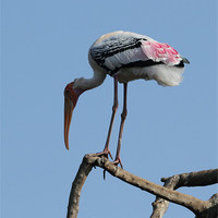 Buy canvas prints of Painted Stork by Bhagwat Tavri