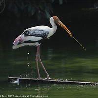 Buy canvas prints of Painted Stork by Bhagwat Tavri