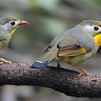Buy canvas prints of Red-billed Leiothrix by Bhagwat Tavri