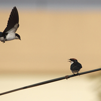 Buy canvas prints of Wire-tailed Swallow by Bhagwat Tavri