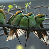 Buy canvas prints of Green Bee Eater...... by Bhagwat Tavri