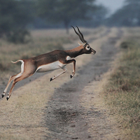 Buy canvas prints of A LONG JUMPER........ by Bhagwat Tavri