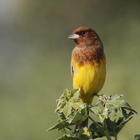 Buy canvas prints of Red-headed Bunting by Bhagwat Tavri