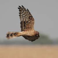 Buy canvas prints of Montagus Harrier f by Bhagwat Tavri