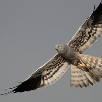 Buy canvas prints of Montagus Harrier m by Bhagwat Tavri