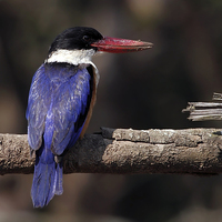 Buy canvas prints of Black-capped Kingfisher by Bhagwat Tavri