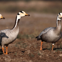 Buy canvas prints of Bar-headed Geese...... by Bhagwat Tavri