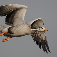 Buy canvas prints of Bar-headed Goose (Anser indicus) by Bhagwat Tavri