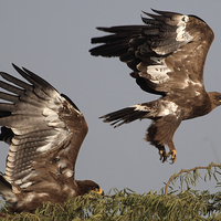 Buy canvas prints of Steppe Eagle by Bhagwat Tavri