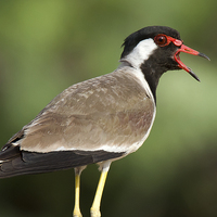 Buy canvas prints of Red Wattled Lapwing by Bhagwat Tavri