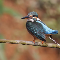Buy canvas prints of  Common Kingfisher by Bhagwat Tavri